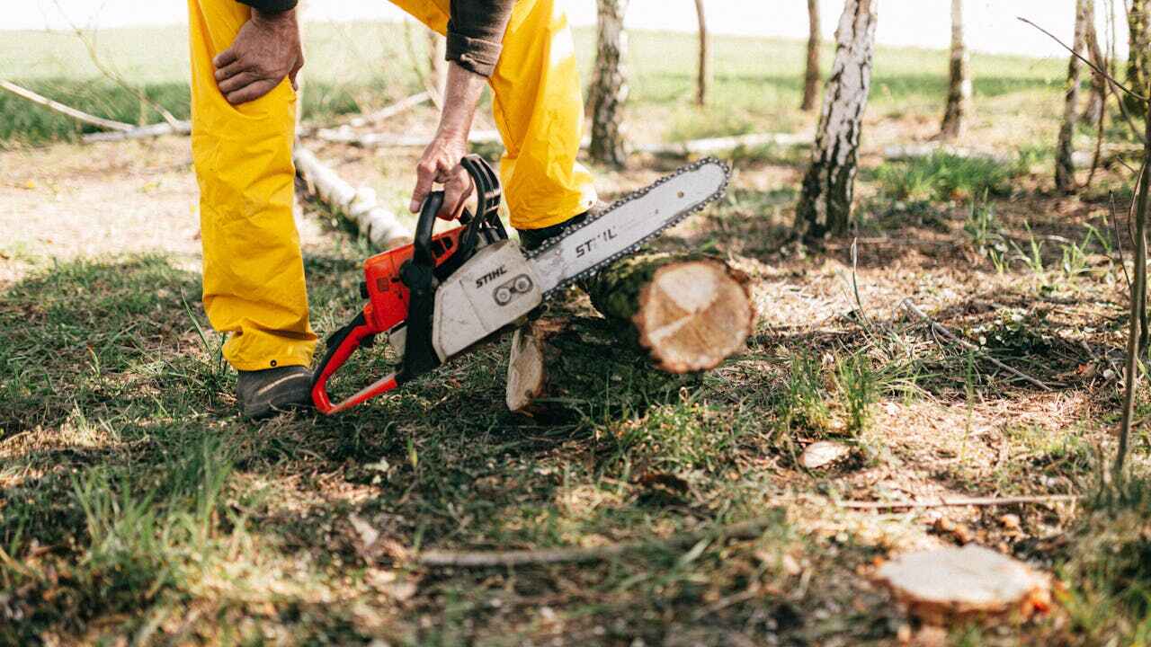 Best Tree Stump Removal  in Heritage Pines, FL